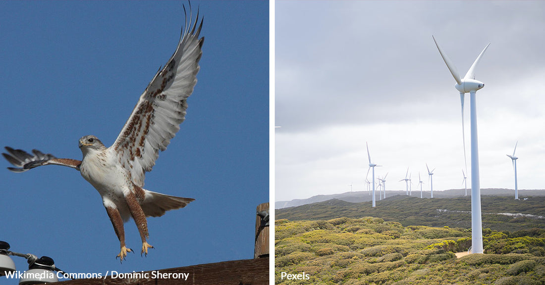 Endangered Hawks on the Brink as Washington's Largest Wind Farm Threatens Survival