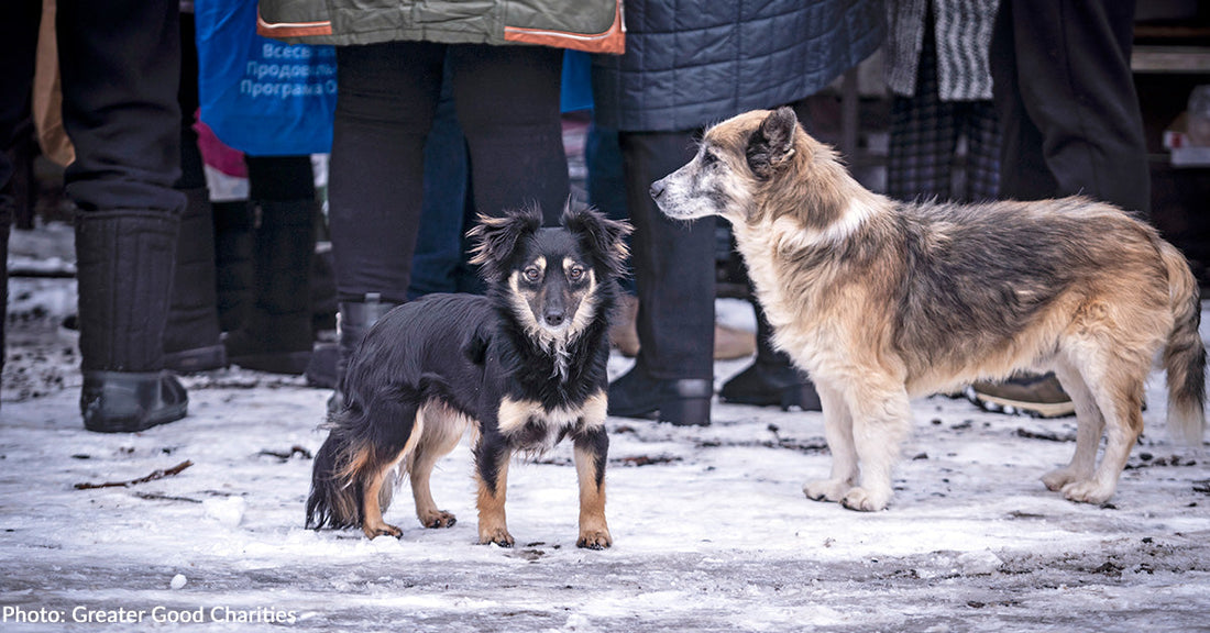 Two dogs stand on snow-covered ground, surrounded by people in winter attire.