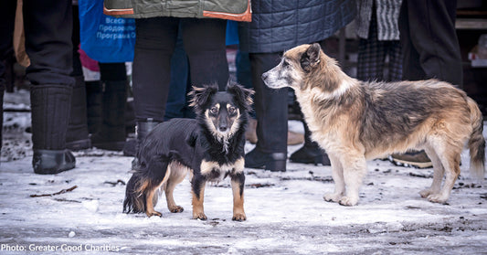 Two dogs stand on snow-covered ground, surrounded by people in winter attire.
