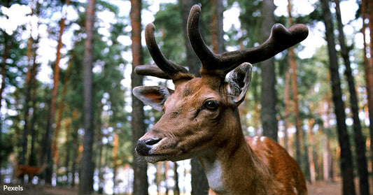 Wisconsin Deer Poachers Leave Dozens of Carcasses Rotting Across Three Counties