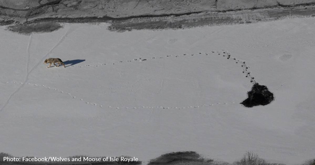 Wolf Falls Through Ice on Lake Superior And Manages To Get Out Alive