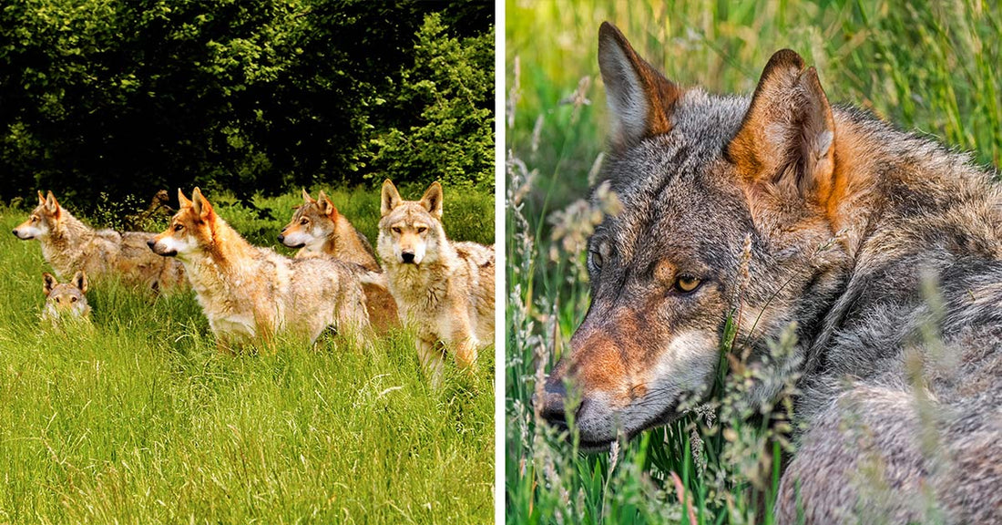 Wolves Found Dead In Suspected Italian Park Poisoning