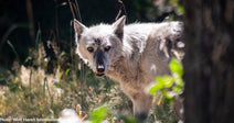 Billie Has Waited Long Enough- Transport Senior Wolf Nicky to Be Her Companion
