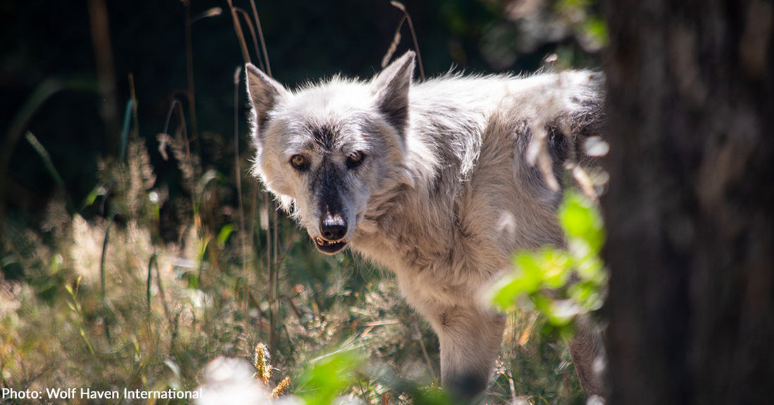 Billie Has Waited Long Enough- Transport Senior Wolf Nicky to Be Her Companion