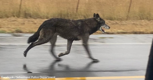 Community Search Leads to Safe Return of Wolfdog in California Community