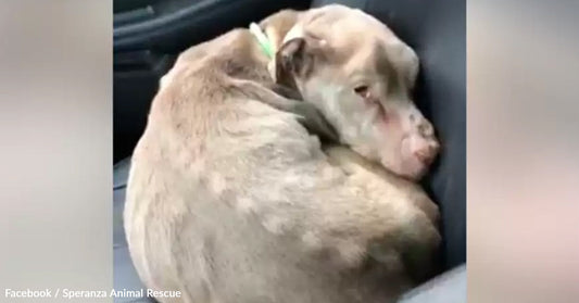 A rescued dog curled up in a car seat, looking cozy and relaxed.