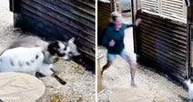 Side-by-side images show a dog wrestling with a cougar on the ground and a woman running into the yard in blurred security footage.