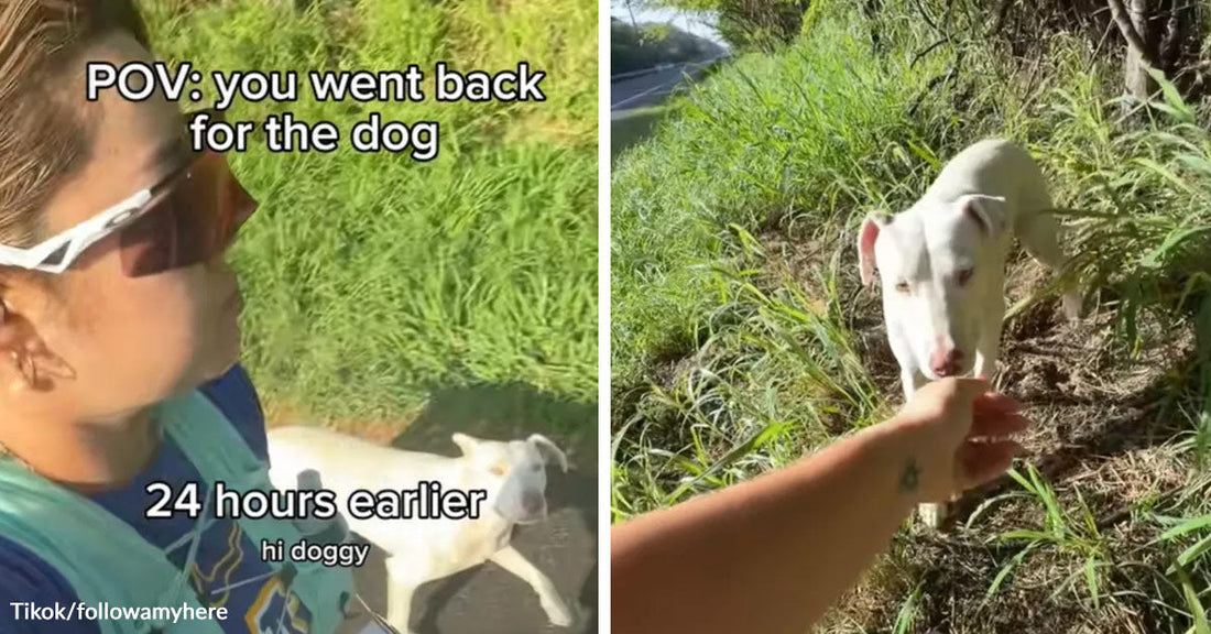 Split-screen image of a woman in sunglasses approaching a small white dog by a roadside, then reaching out as the dog cautiously comes closer through tall grass.
