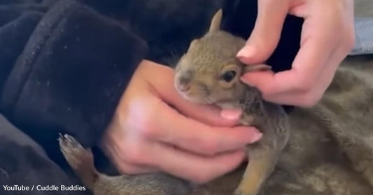 Woman Saves a 'Ninja Squirrel' That Becomes Part of the Family