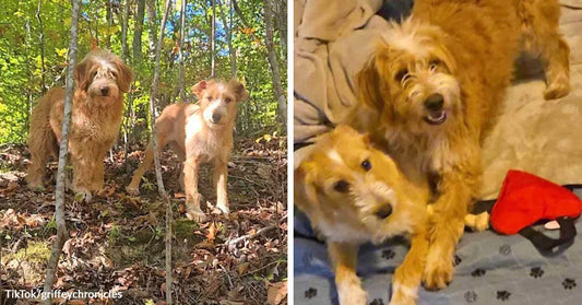 Split image of two scruffy dogs standing in a wooded area on the left and the same dogs indoors looking healthier and happier on a bed on the right.