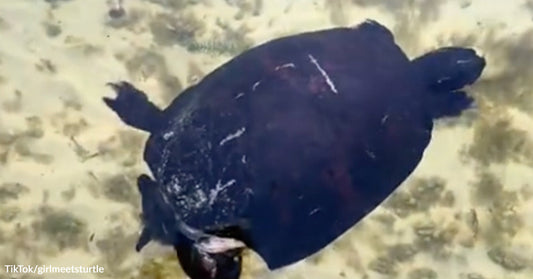 Dark-shelled turtle swims underwater over a pale sandy bottom.