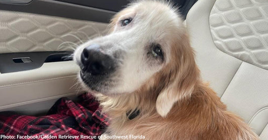 Woman Waiting To Adopt A Puppy Falls In Love With Senior Golden Retriever And Adopts Him