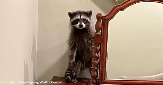 Raccoon standing next to a wooden mirror in an indoor setting.