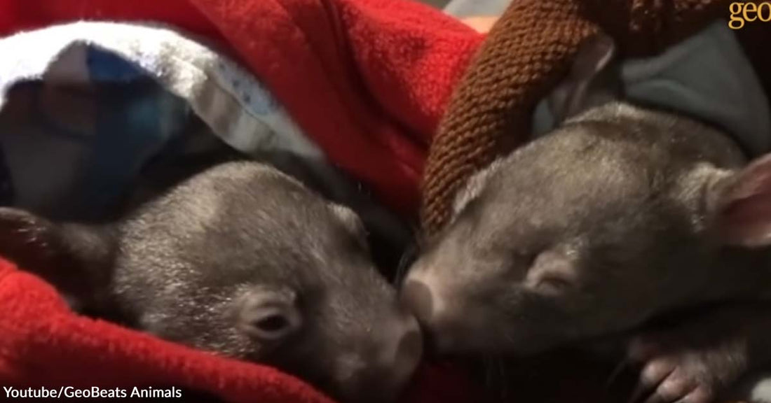 A Woman Impressively Became a Mom to Two Precious Wombats