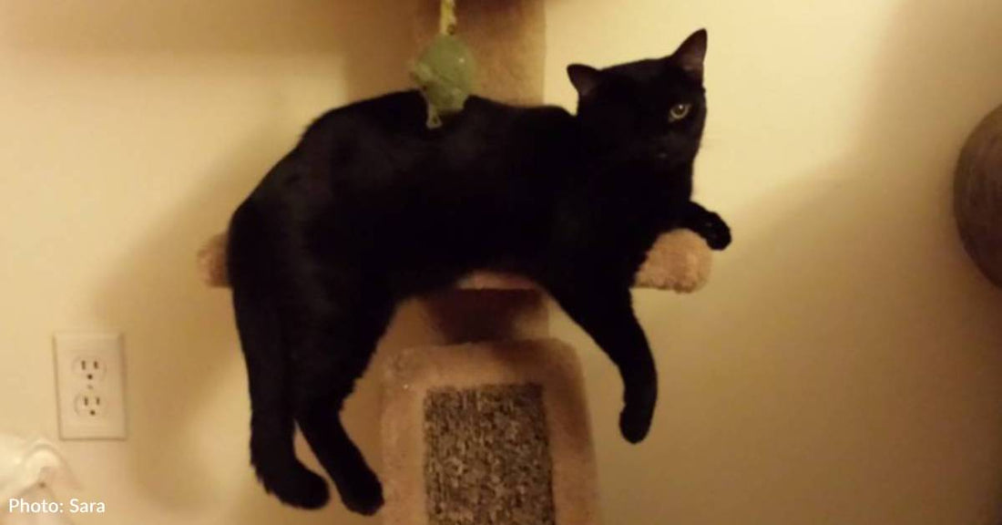 Couple Can't Resist Adopting One-Eyed Black Cat Dubbed 'Wonder Woman'