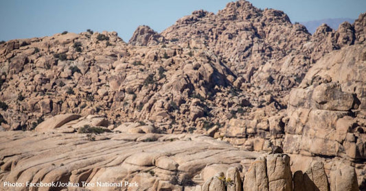 Wooly Animal Hides in Plain Sight In Joshua Tree National Park, Can You Spot It?