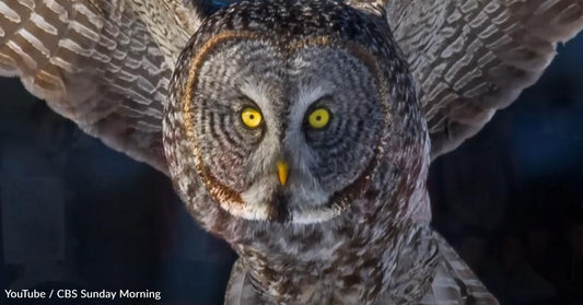A Deep Dive into the Subtle Secrets of Owls