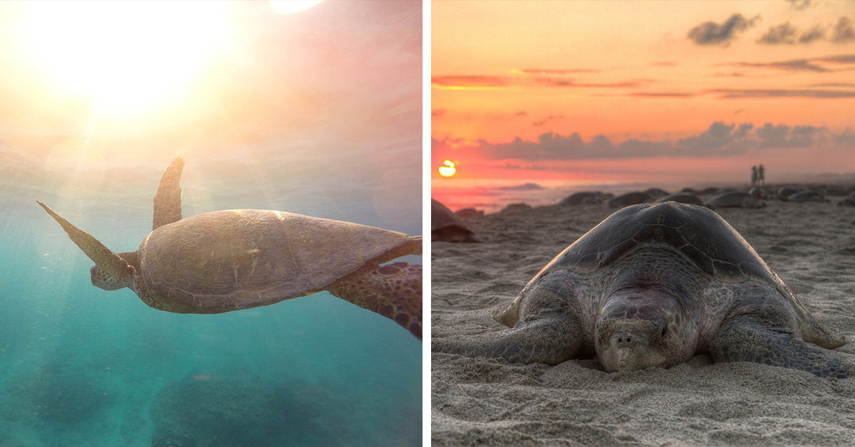 From Peril to Protection: Raising Awareness for Endangered Turtles ...