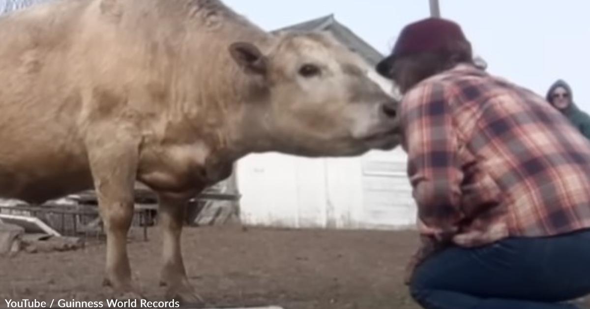 Telepathy Cow Ghost the Cow Broke the World Record for Tricks in 1 Minute | GreaterGood