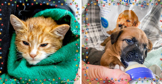 A cozy orange cat rests in green blanket next to a puppy drinking from a bottle.