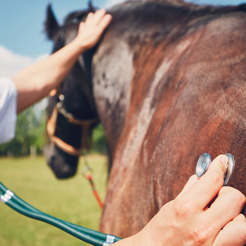 Stop The Black Market Drug Trade From Destroying Lives And Endangering Animal Care