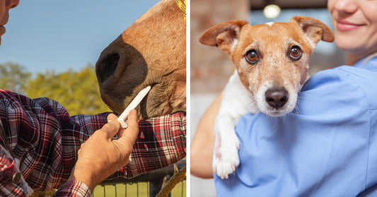 Veterinarian examining a horse, and a woman holding a dog at a clinic.