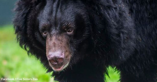 Asiatic Black Bear Yampil's Incredible Journey from Ukraine Warzone to Safety in Scotland