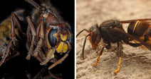 Split image showing a macro portrait of a yellow-legged hornet on the left and a side view of another hornet standing on wood on the right.
