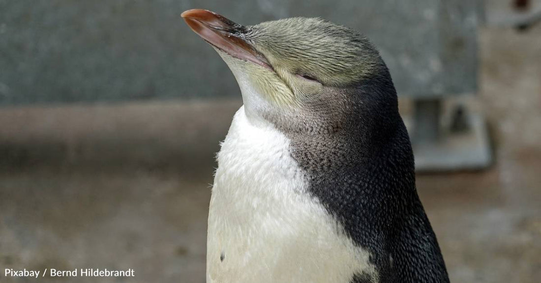 Shy, 'Noisy' Penguin Wins New Zealand's Bird of the Year Contest