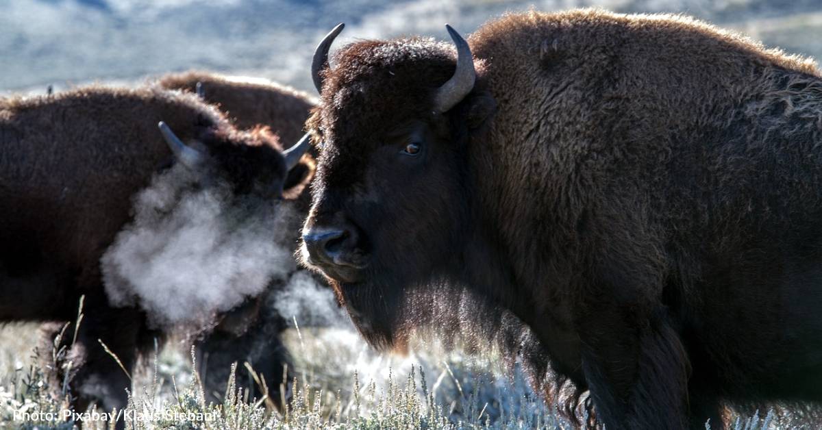 Yellowstone Tourists Get Too Close To Bison For Photos And Bison ...