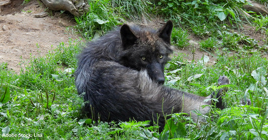 Yellowstone Wolf Pup Captured On Video Voicing Her "Adult-Like" Howl