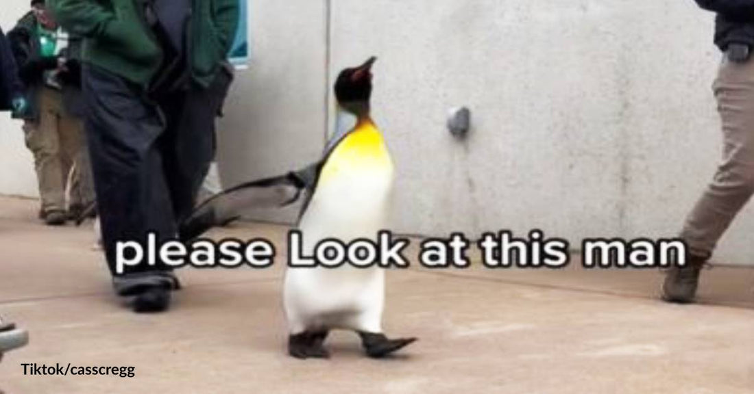 Brighten Your Day with this Video of Penguins on Parade in a Zoo!