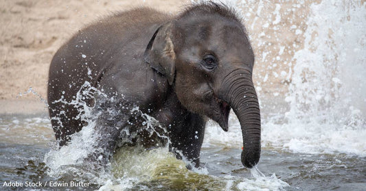 How Zoos Keep Animals Cool in the Heat