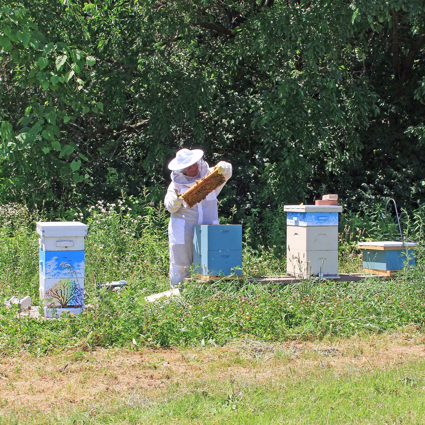 Project Peril: Help Feed Starving Bees