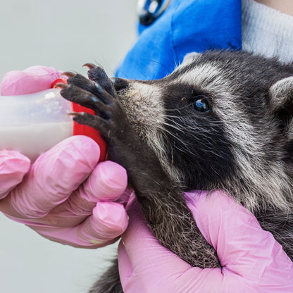 Send Life-Saving Care to Wildlife Animals