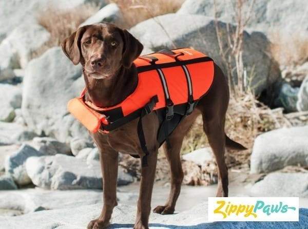 Adventure Dog Life Jacket