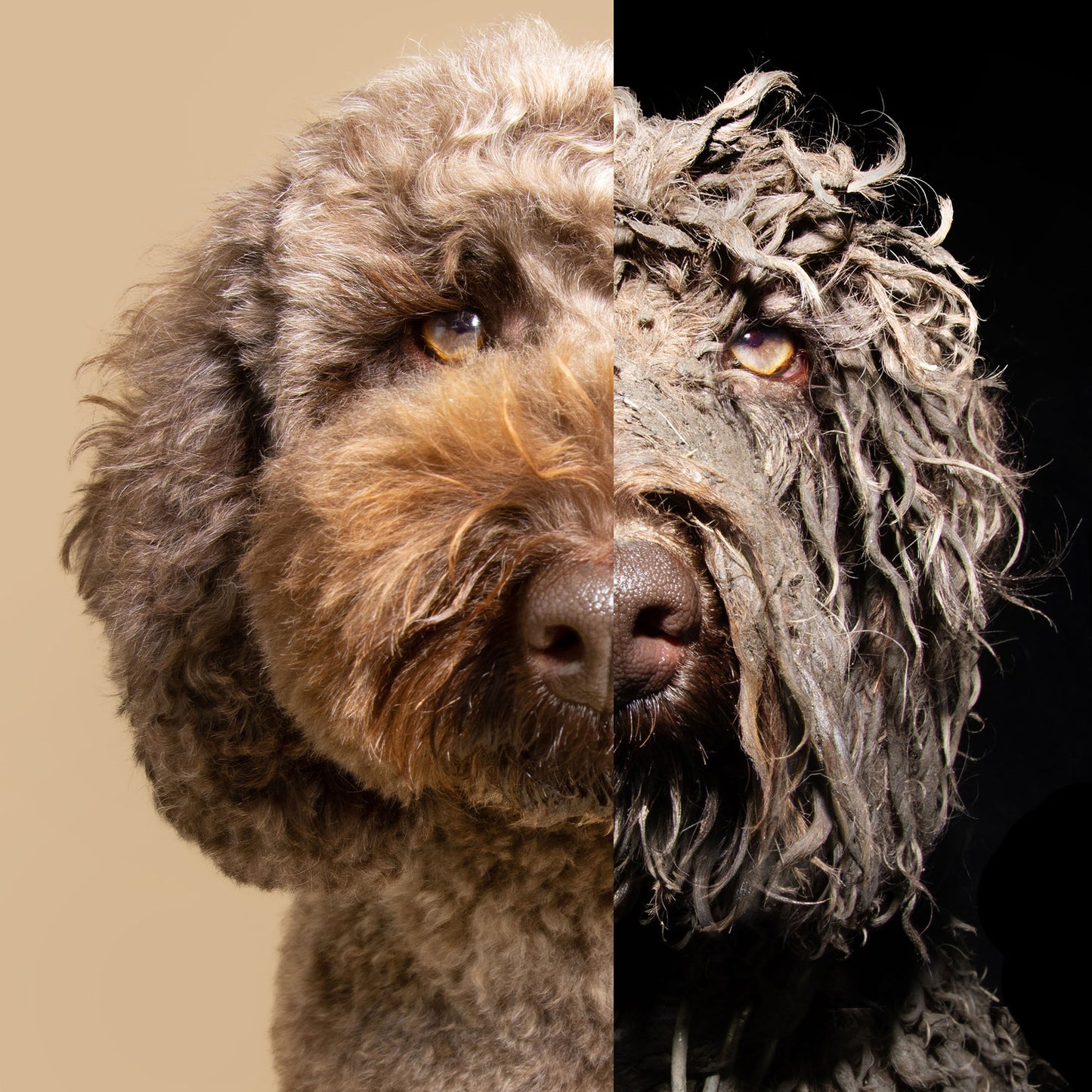 Ready For Adoption: Provide Essential Grooming Supplies to Save Pets' Lives