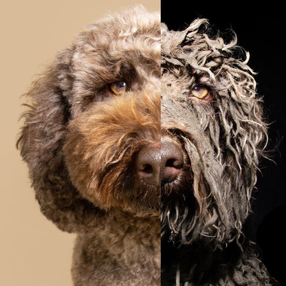 Ready For Adoption: Provide Essential Grooming Supplies to Save Pets' Lives