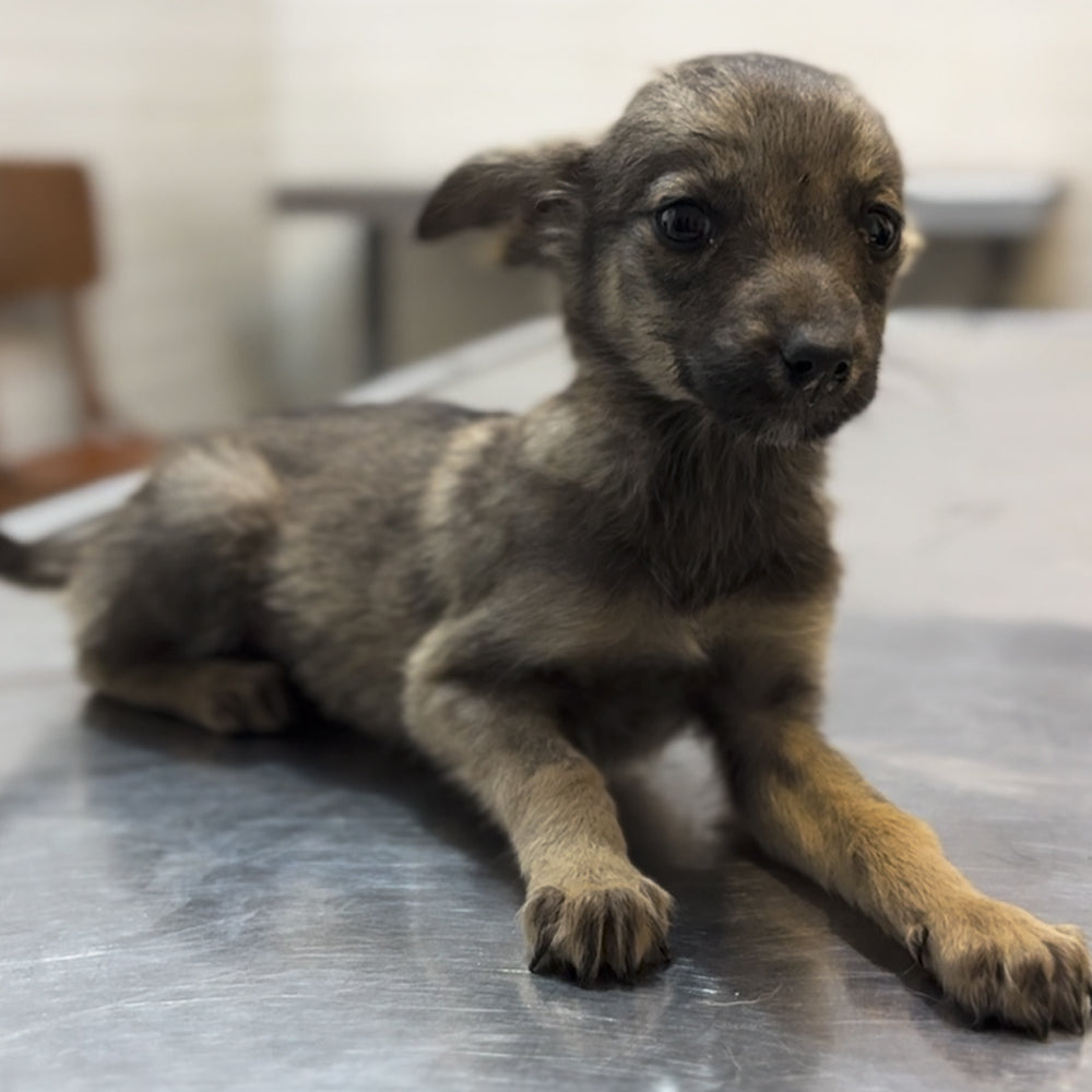 Funded: 36 Newborn Puppies Rescued from War Zone Need Care