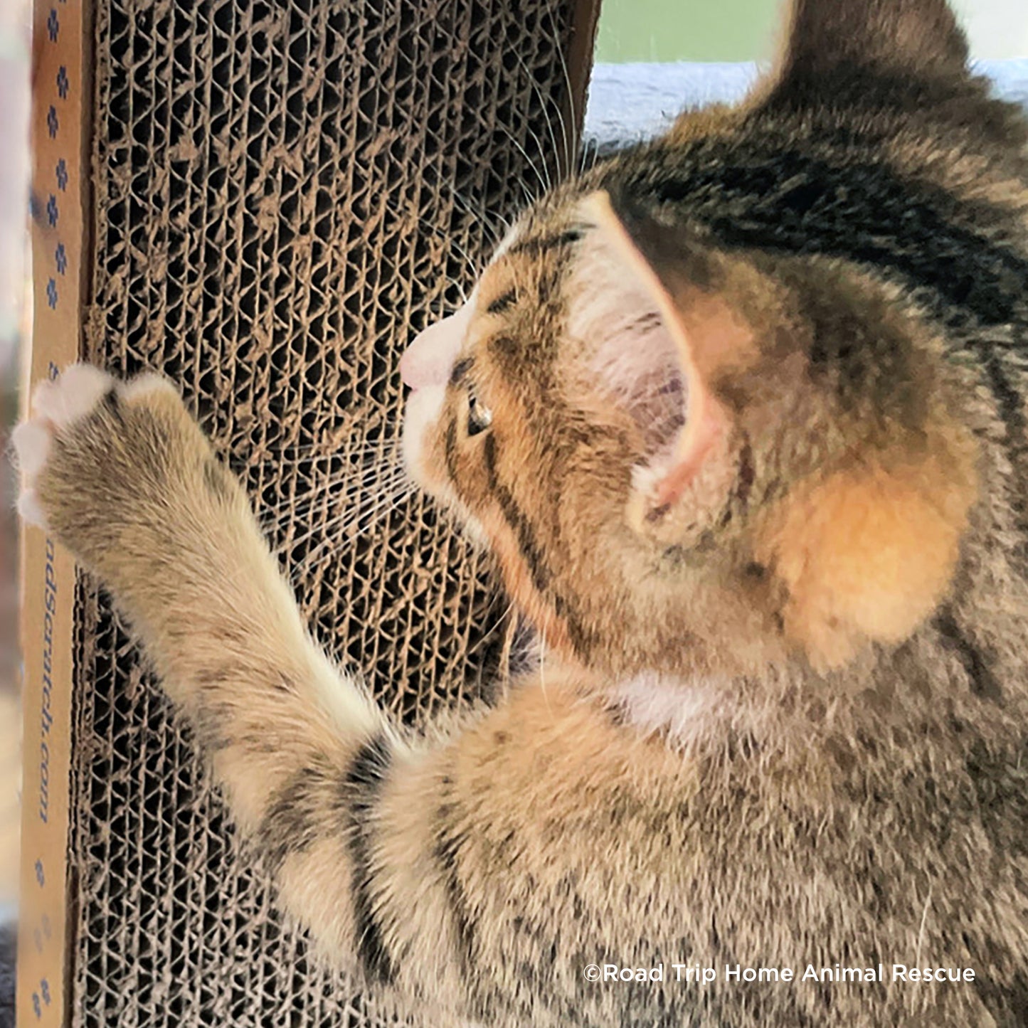 Crazy for Cats: Provide Essentials for Cats & Kittens In Need