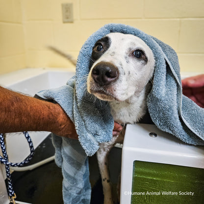 Ready For Adoption: Provide Essential Grooming Supplies to Save Pets' Lives
