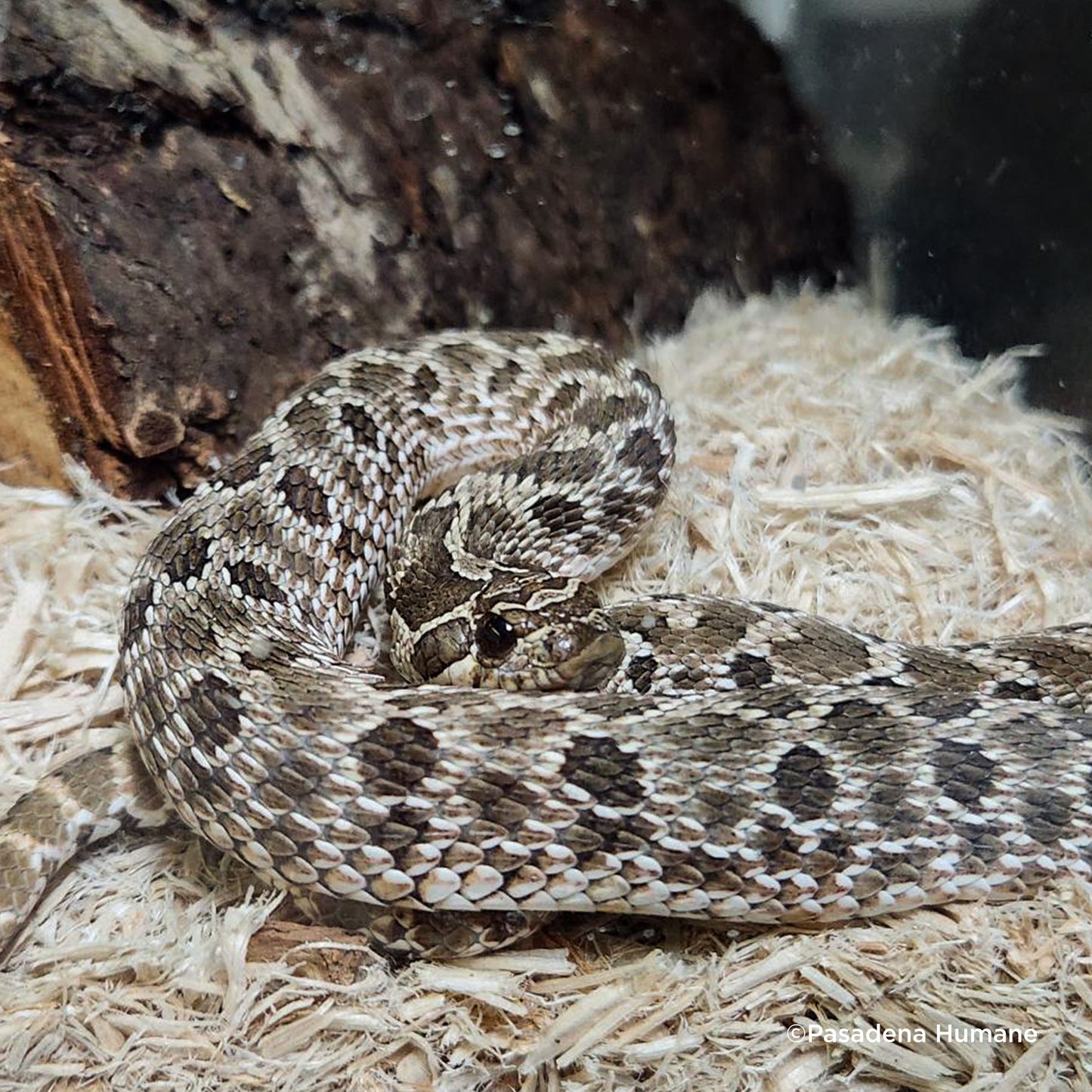 Send Supplies to Rescued Reptiles