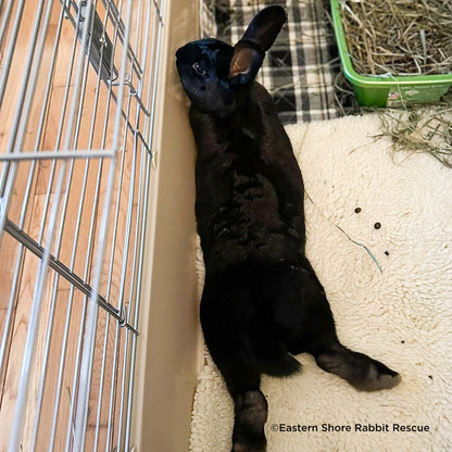 Send Supplies & Goodies To Rescued Bunnies