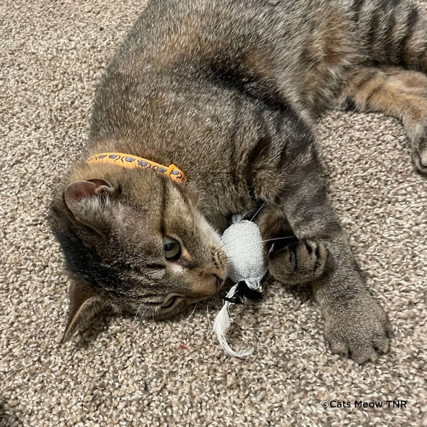 Crazy for Cats: Provide Essentials for Cats & Kittens In Need