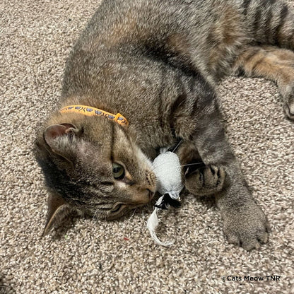 Crazy for Cats: Provide Essentials for Cats & Kittens In Need