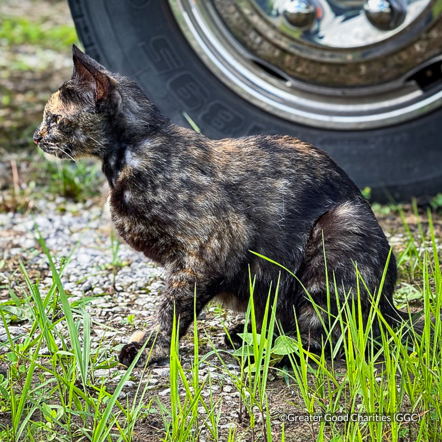 Protect Vulnerable Cats From Extreme Heat
