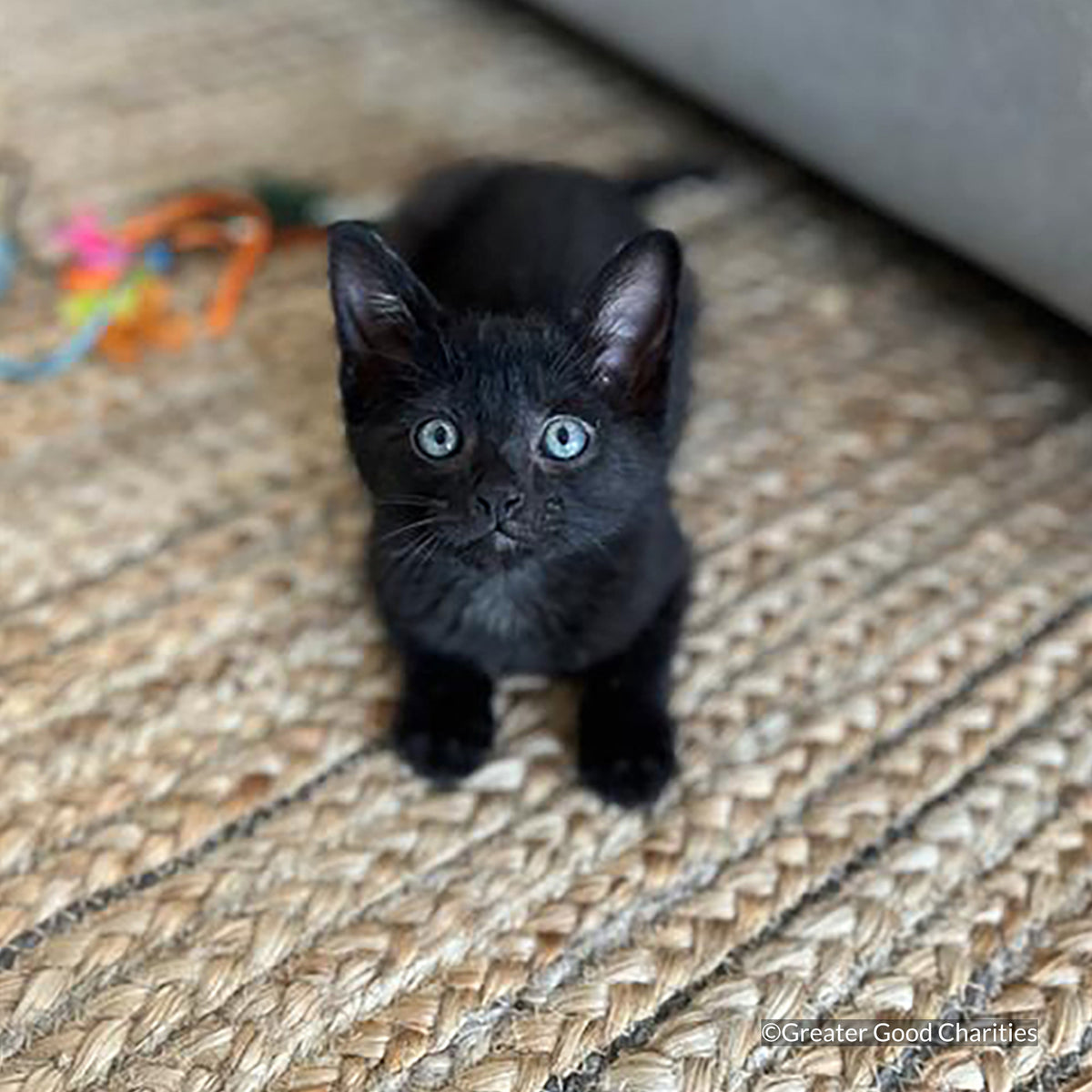 Crazy for Cats: Provide Essentials for Cats & Kittens In Need