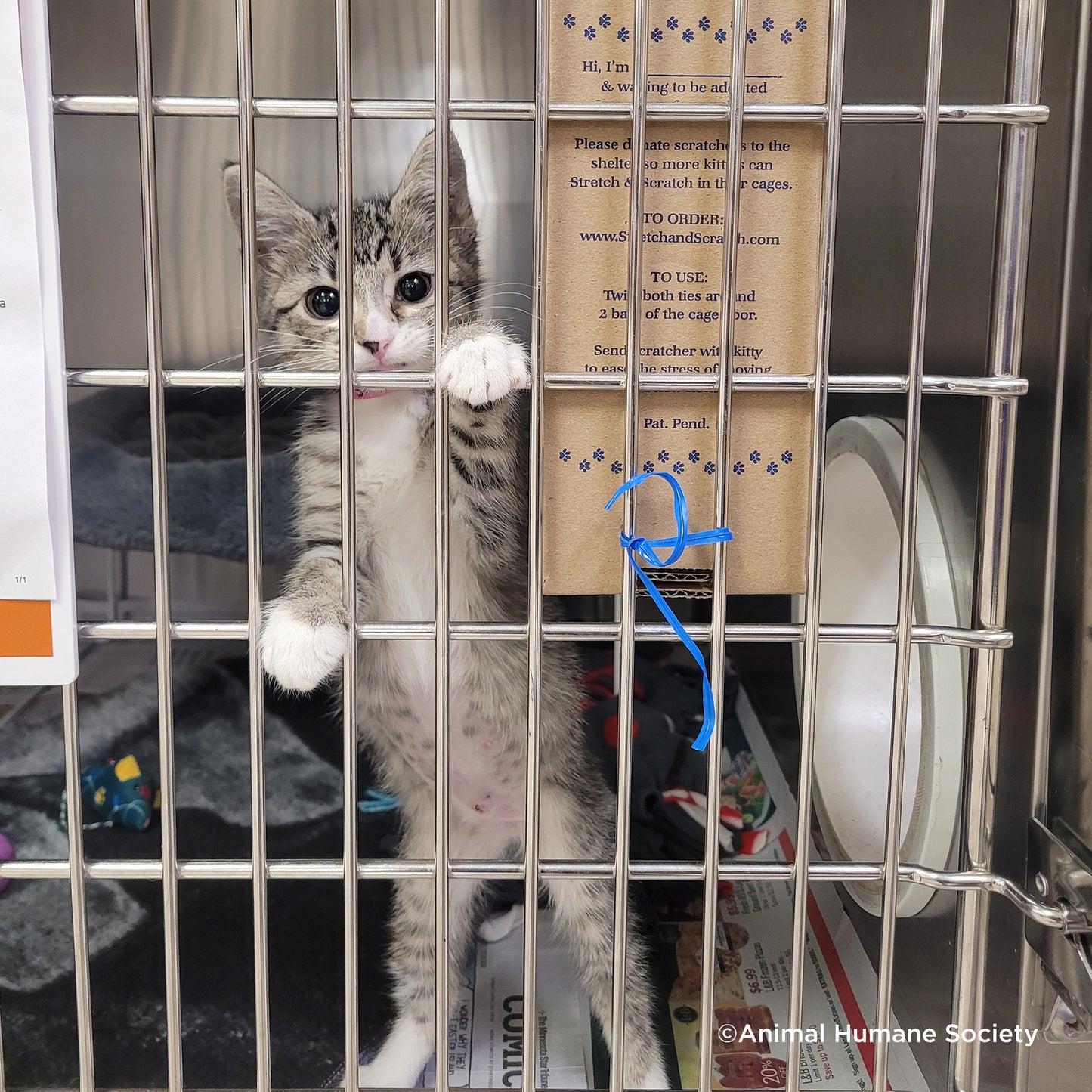 Crazy for Cats: Provide Essentials for Cats & Kittens In Need