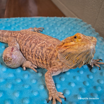 Send Supplies to Rescued Reptiles