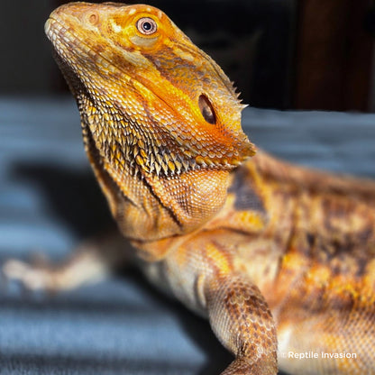 Send Supplies to Rescued Reptiles